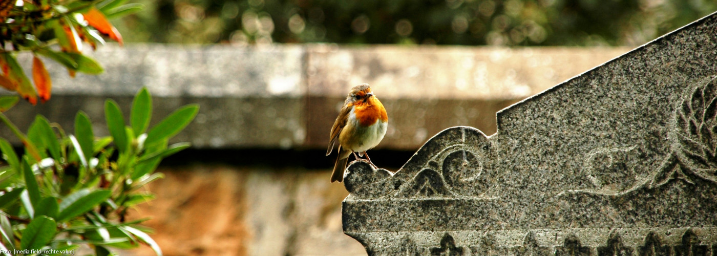 Grabstein mit Rotkehlchen