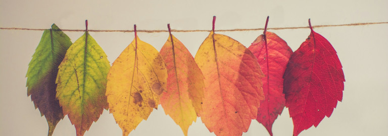 verschiedenfarbige Blätter