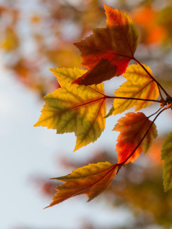 Herbstlaub in verschiedenen Rot-Tönen