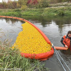 Die ersten Enten Entenrennen